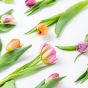 Bloomin' Tulips Flowers Letterbox Gift