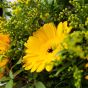 Sunshine Smile Flower Bouquet