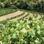 Vranken Special Brut Champagne